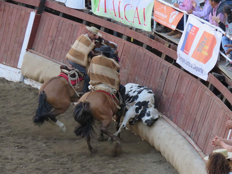 RODEO PARA CRIADORES DE ÑUBLE EL MEJOR DE LA TEMPORADA 2019 2020 A